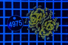 Euphyllia paraancora