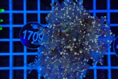 Euphyllia paradivisa