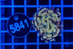 Euphyllia paraancora