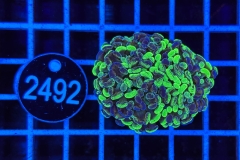 Euphyllia paraancora