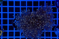 Euphyllia paradivisa