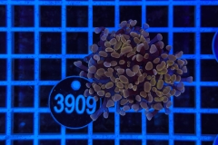 Euphyllia paradivisa