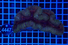 Lobophyllia