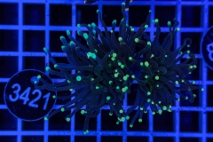 Euphyllia glabrescens