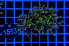 Euphyllia glabrescens