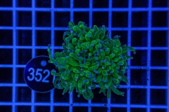 Euphyllia glabrescens