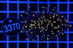 Euphyllia glabrescens