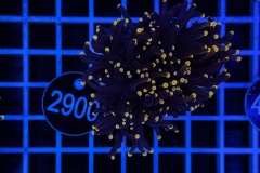 Euphyllia glabrescens