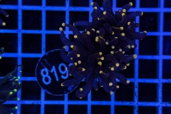 Euphyllia glabrescens