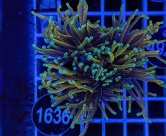 Euphyllia glabrescens