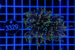 Euphyllia glabrescens