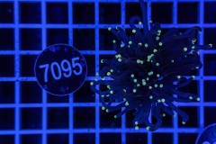 Euphyllia glabrescens