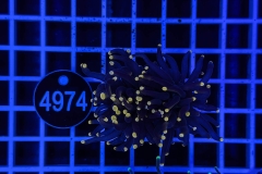 Euphyllia glabrescens