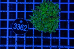 Euphyllia glabrescens