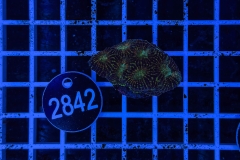 Acanthastrea echinata