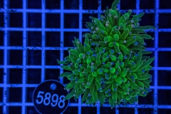 Euphyllia glabrescens