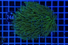 Euphyllia glabrescens