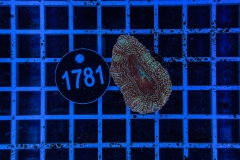 Acanthastrea bowerbanki