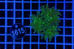 Euphyllia glabrescens