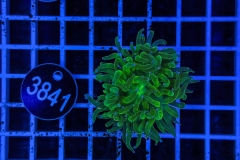 Euphyllia glabrescens