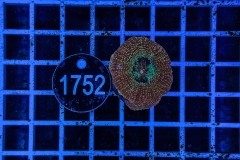 Acanthastrea bowerbanki