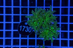 Euphyllia glabrescens