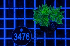 Euphyllia glabrescens