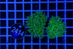 Euphyllia glabrescens