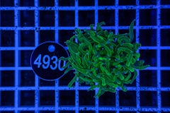 Euphyllia glabrescens