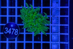 Euphyllia glabrescens