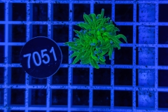 Euphyllia glabrescens