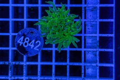 Euphyllia glabrescens