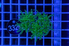 Euphyllia glabrescens