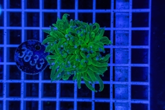 Euphyllia glabrescens