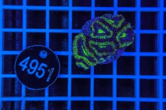 Acanthastrea lordhowensis