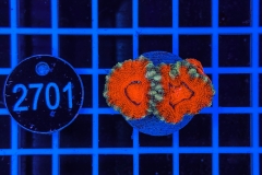 Acanthastrea lordhowensis