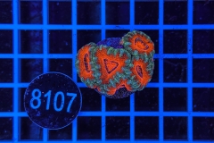 Acanthastrea lordhowensis