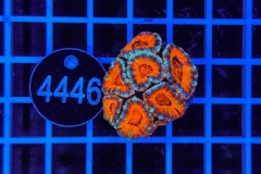 Acanthastrea lordhowensis Ultra