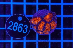 Acanthastrea lordhowensis Ultra