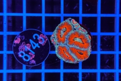 Acanthastrea lordhowensis