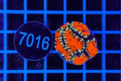 Acanthastrea lordhowensis