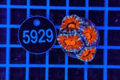 Acanthastrea lordhowensis