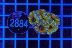 Acanthastrea lordhowensis