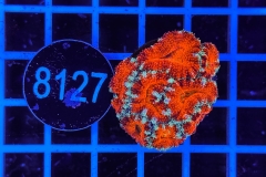 Acanthastrea lordhowensis Ultra