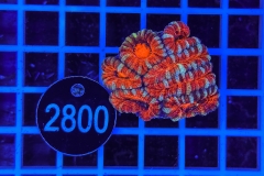 Acanthastrea lordhowensis Ultra