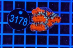 Acanthastrea lordhowensis Ultra