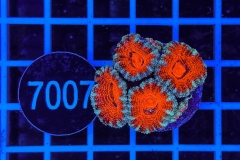 Acanthastrea lordhowensis Ultra