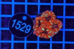 Acanthastrea lordhowensis Ultra