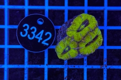 Acanthastrea lordhowensis