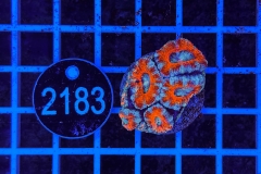 Acanthastrea lordhowensis